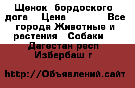 Щенок  бордоского  дога. › Цена ­ 60 000 - Все города Животные и растения » Собаки   . Дагестан респ.,Избербаш г.